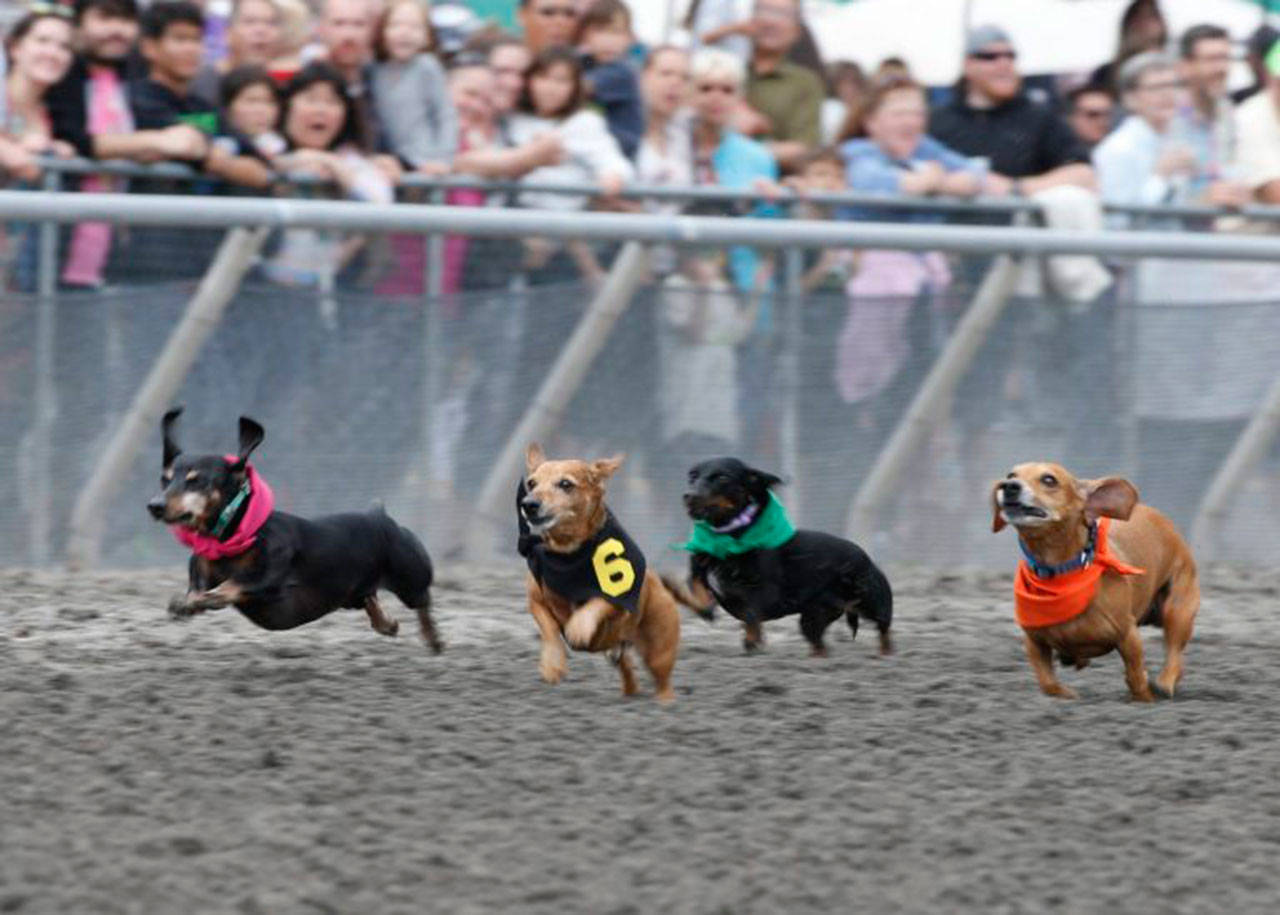 The popular Wiener Dog & Wiener Wannabe Races are part of Sunday’s card. COURTESY PHOTO, Emerald Downs