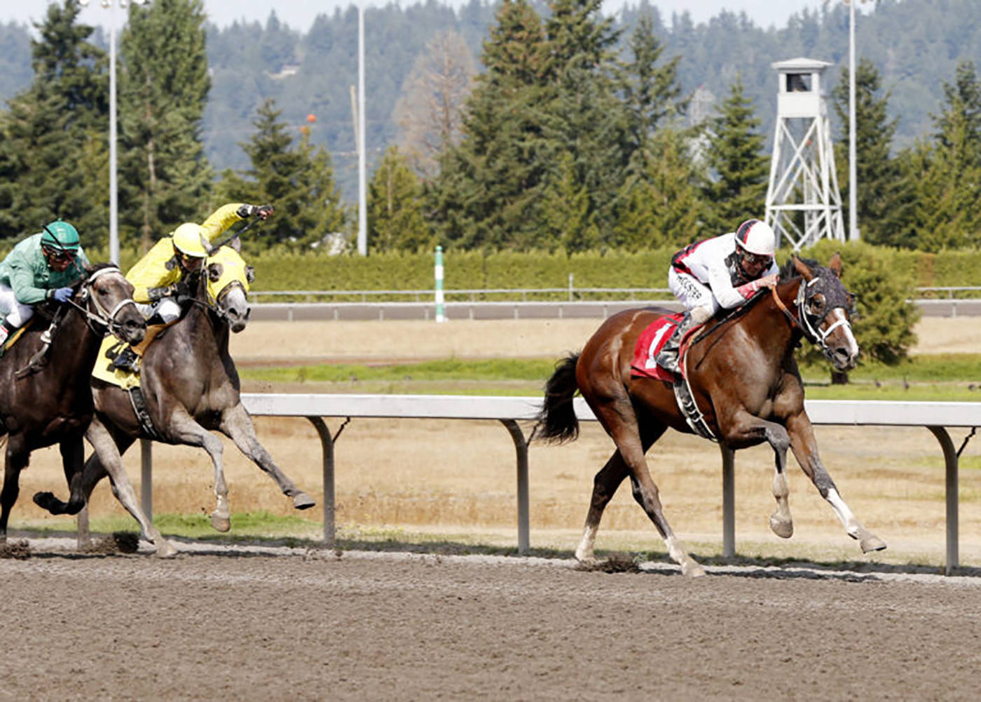 My Heart Awakens, with Javier Matias up, romps to a two-length victory Sunday in the $18,000 Carl’s Jr. Purse for 2-year-olds on Italian Day at Emerald Downs.