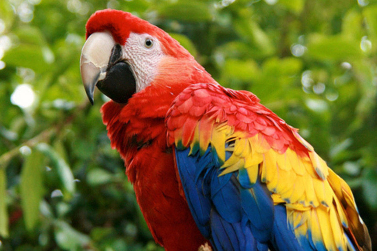 Seattle Parrot Expo comes to Auburn on Saturday, Sunday