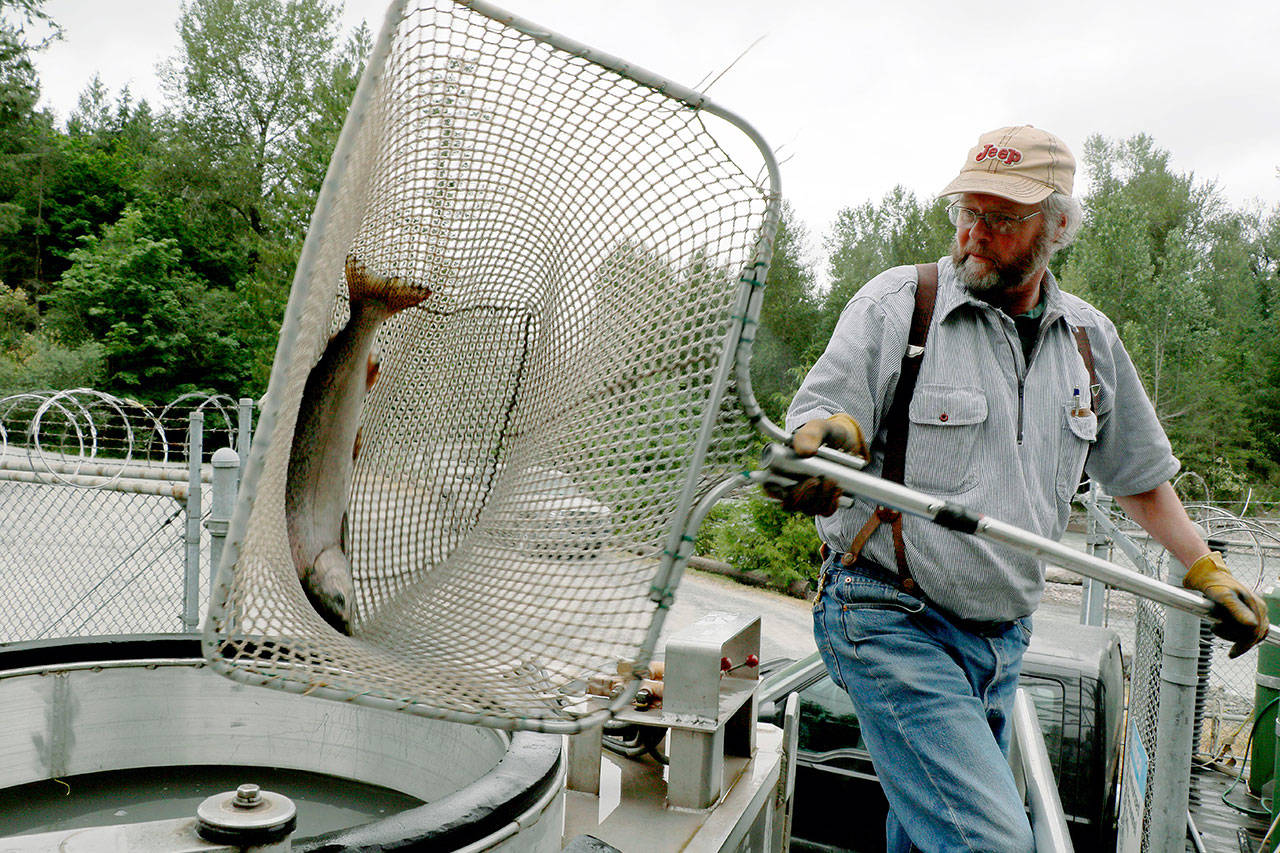 Mud Mountain Dam’s Dan Robinson loads a Chinook salmon into a U.S. Army Corps of Engineers truck for transport upstream of the dam. This is early in the season when Muckleshoot and Puyallup Tribes are performing biological inventory and hatchery stock collection operations. Once hatchery salmon are all collected, trucks are loaded in large batches at the trap and haul facility. COURTESY PHOTO, Bill Dowell/U.S. Army Corps of Engineers