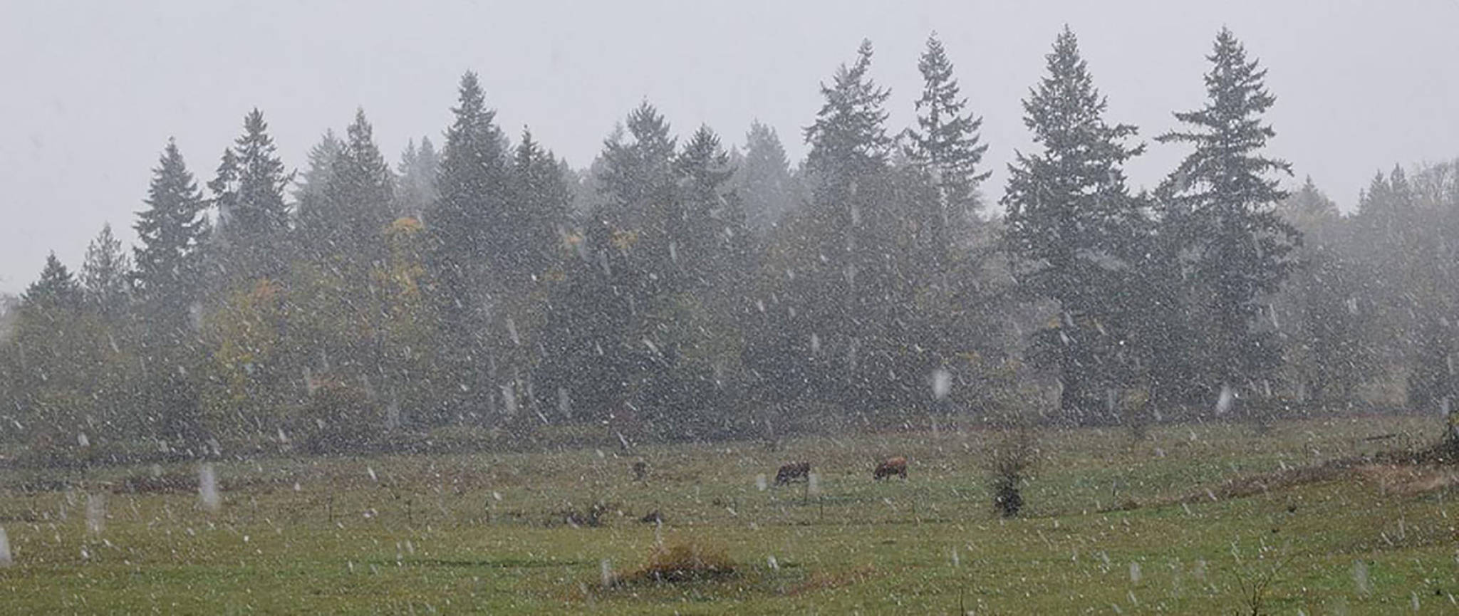 Snow falls in an Auburn field early Sunday, an early sign of impending winter. The weekend storm kept temperatures in the mid-to-low 30s. RACHEL CIAMPI, Auburn Reporter