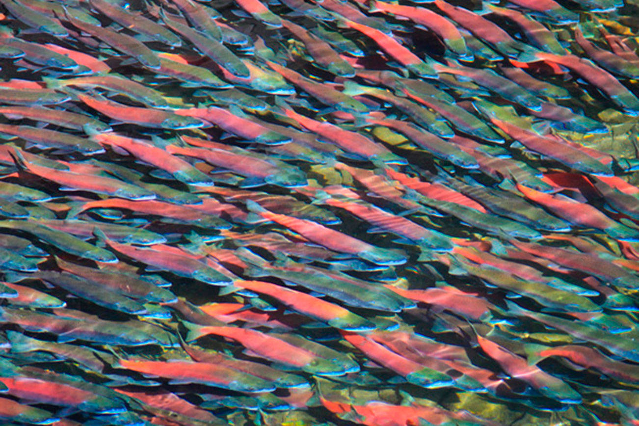 Bold action needed for salmon recovery | Being Frank