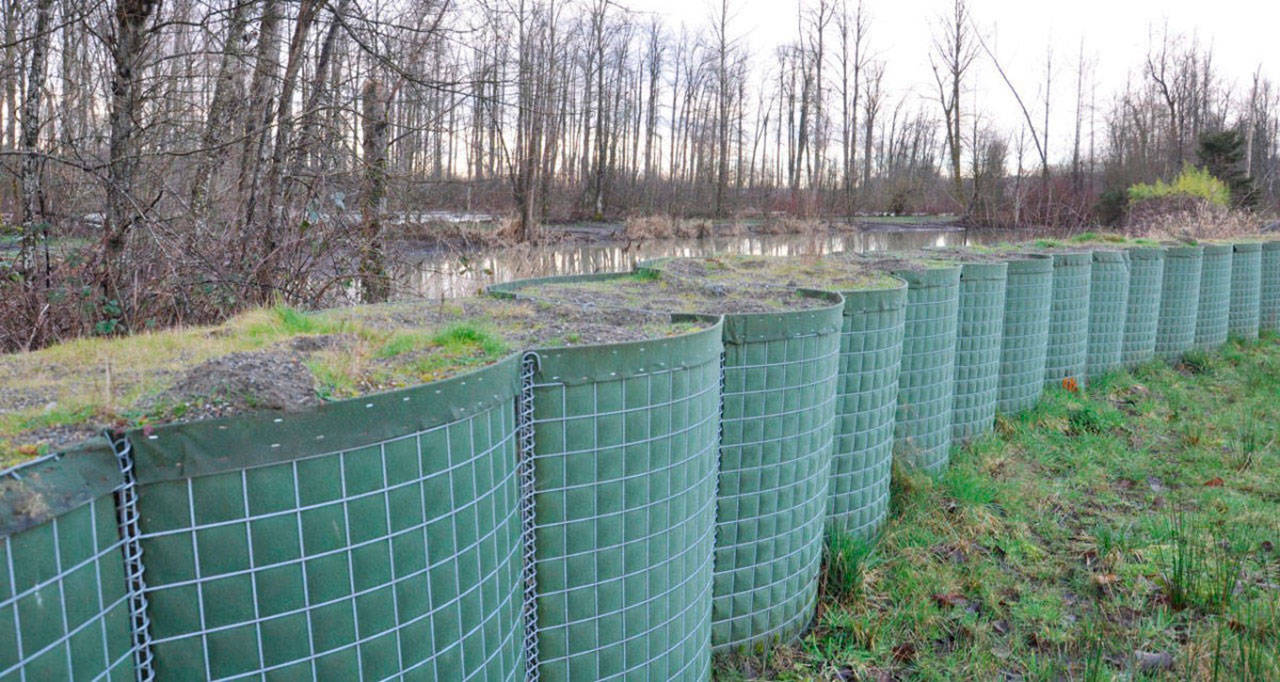 Each wet winter King County crews install a temporary flood barrier along the White River in Pacific that helps decrease the risk of flooding in nearby neighborhoods. RACHEL CIAMPI, Auburn Reporter