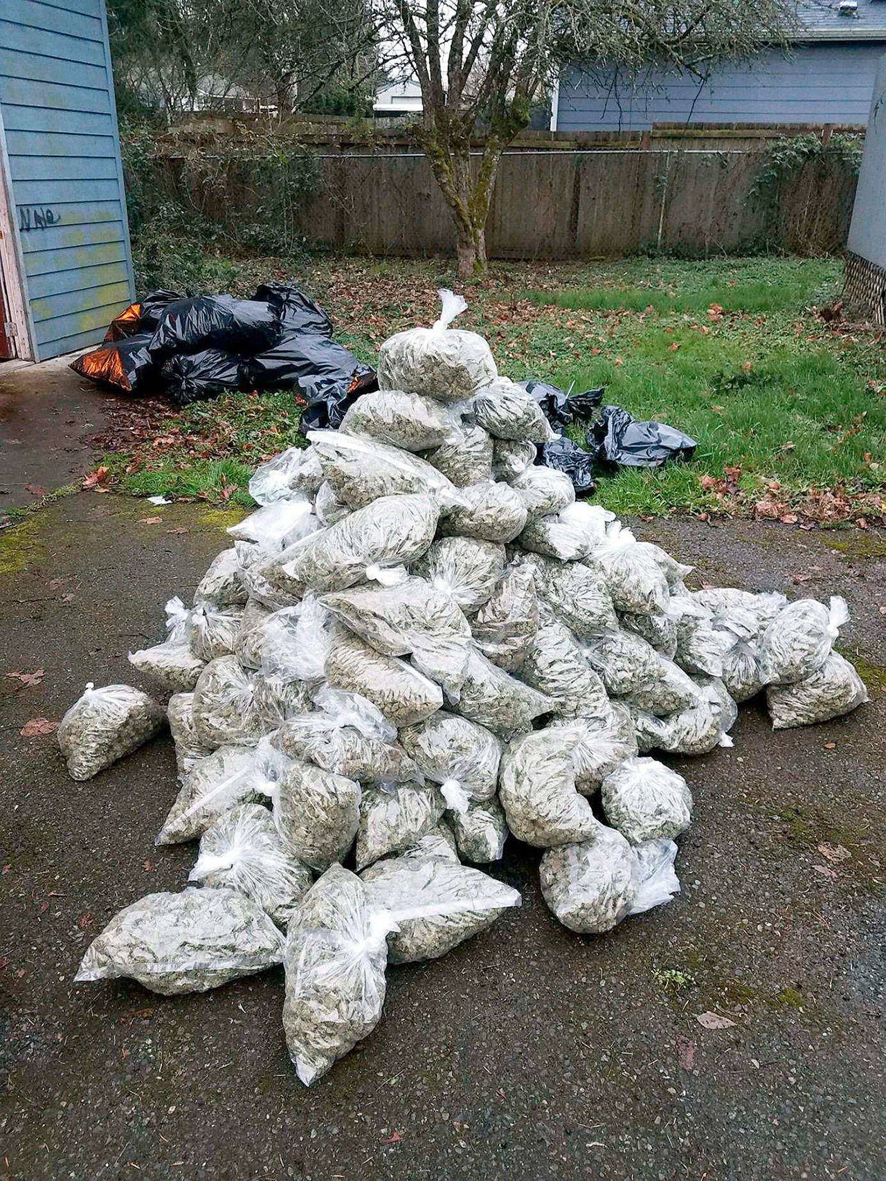 Several of the bags of processed marijuana that King County Sheriff’s Office detectives seized last week. COURTESY PHOTO, King County Sheriff’s Office