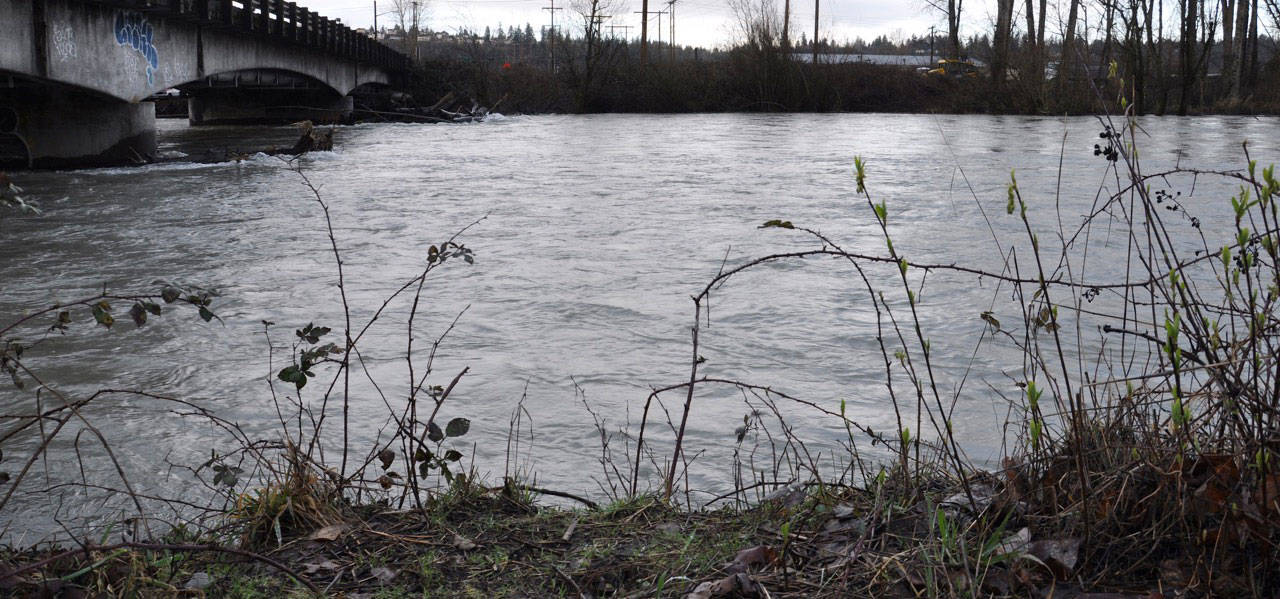 The White River, as history reminds Pacific residents, is prone to flood. The Pacific Right Bank Flood Protection Project is the first step in the development of a King County Flood Control District project along the river. RACHEL CIAMPI, Auburn Reporter