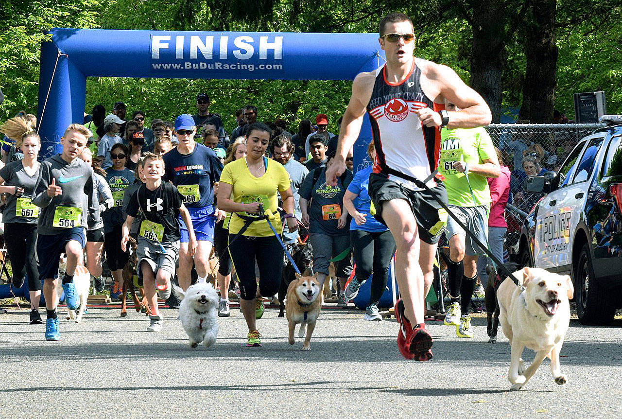 Runners and joggers and their furry friends take off at last year’s Dog Trot at Game Farm Park. RACHEL CIAMPI, Auburn Reporter