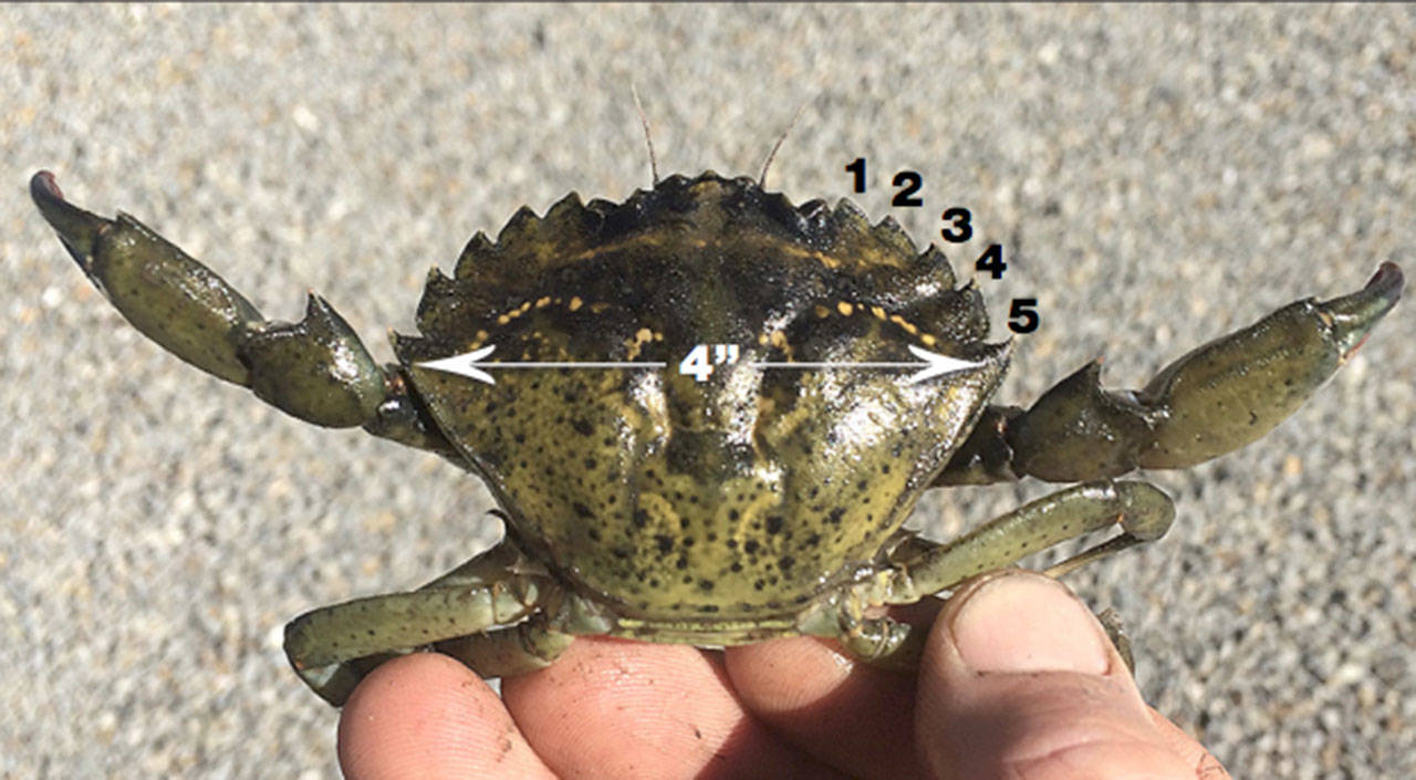 Trapping of green crabs on the North Olympic Peninsula has begun for the season.