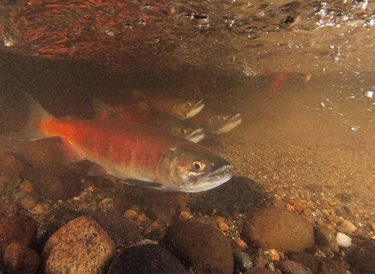 Kokanee salmon in Ebright Creek. U.S. Department of the Interior