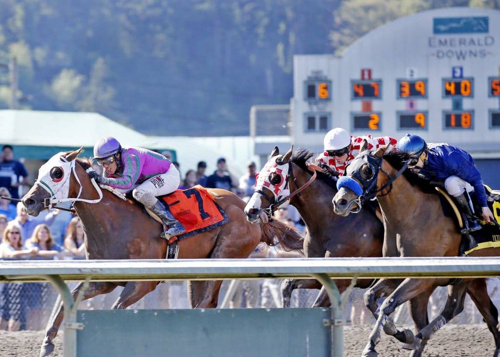 Whatwasithinking (No. 7) edges Vicente’s Shadow (No. 6) to capture the $50,000 Auburn Stakes on Sunday. COURTESY TRACK PHOTO