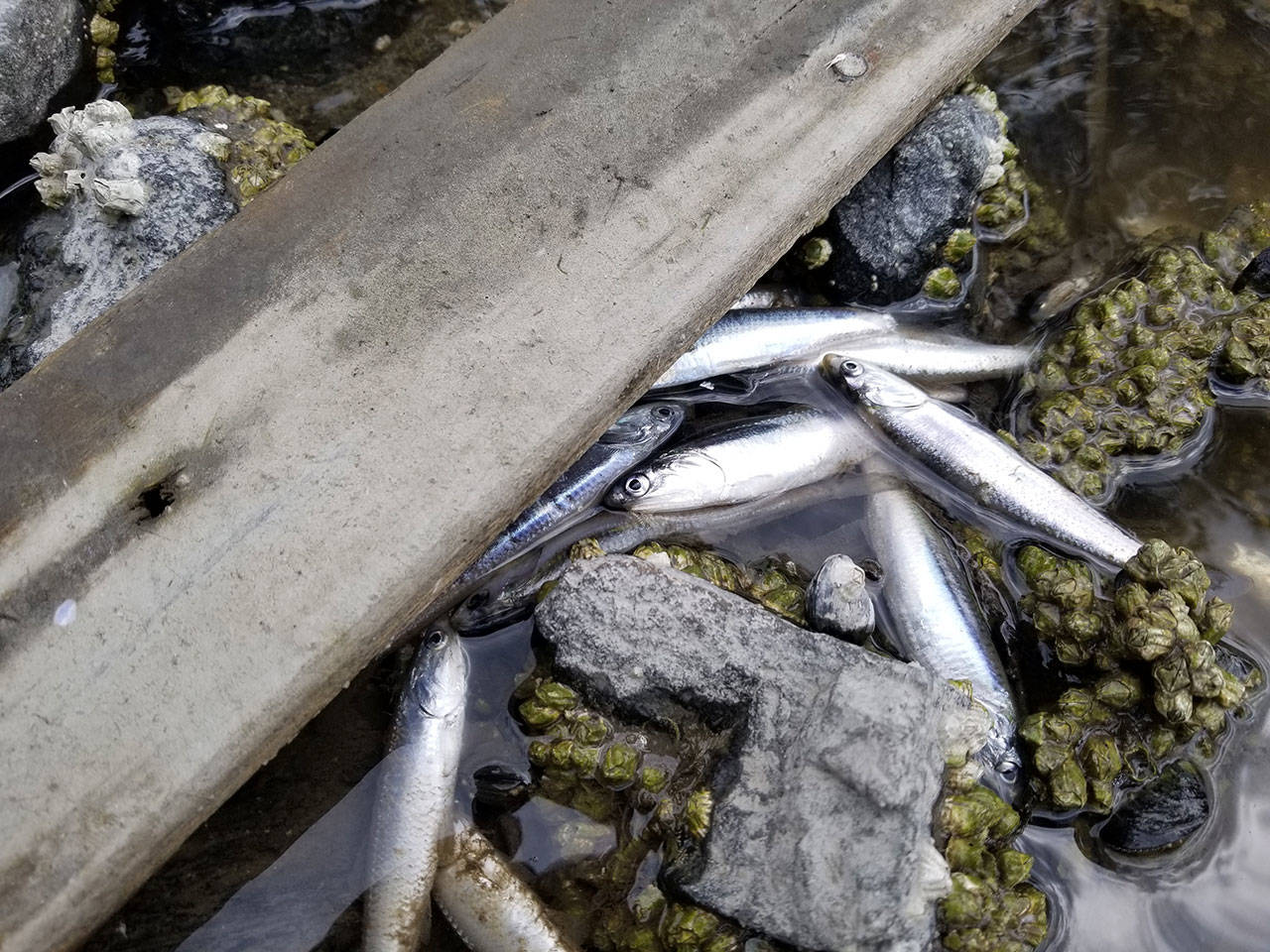 Hundreds of smelt wash ashore in Liberty Bay