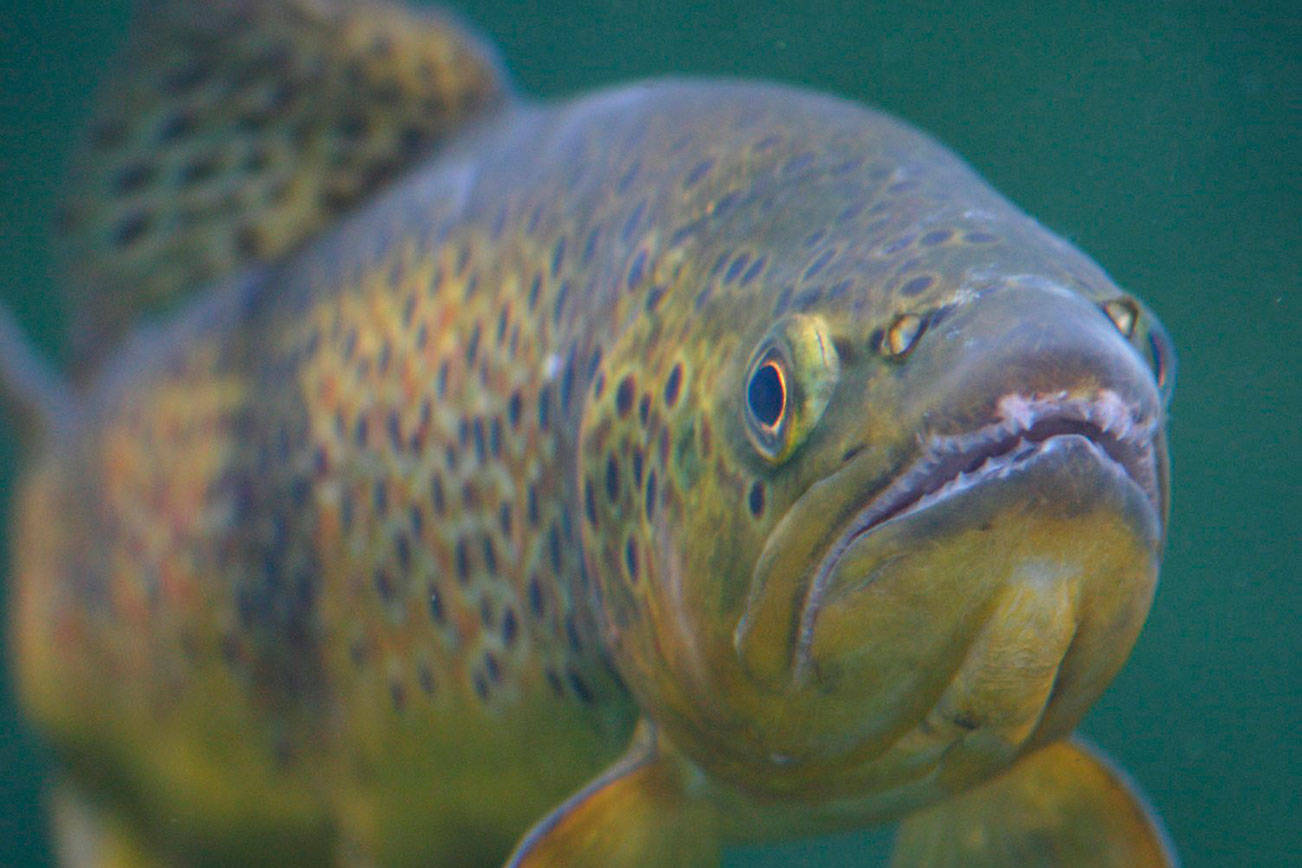 Tribes celebrate the return of salmon | Loomis