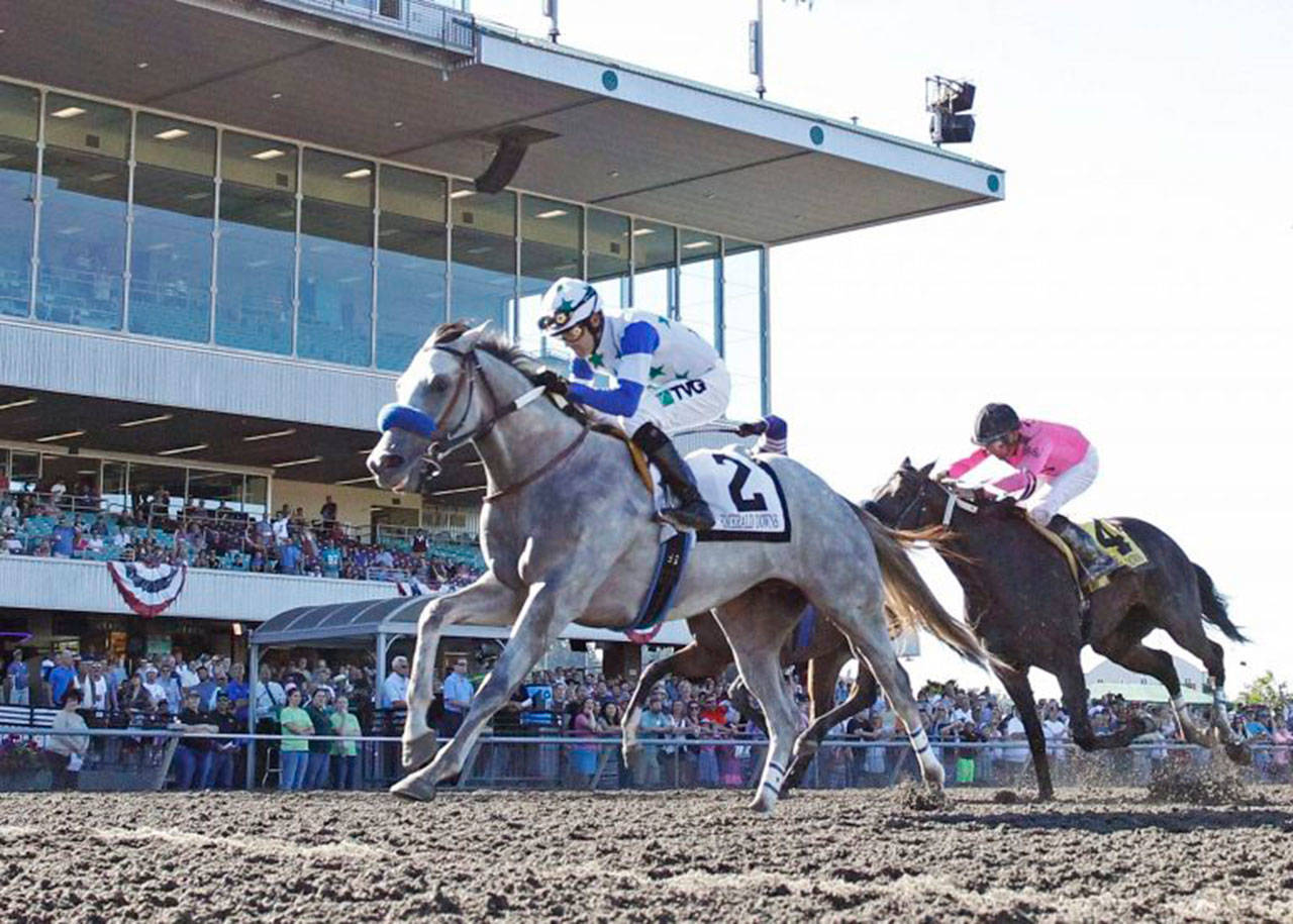 Riser – ridden by Eswan Flores – proved he could handle a classic distance with an authoritative 1¼-length victory over Aqua Frio in the $75,000 Emerald Downs Derby for 3-year-old colts and geldings at Emerald Downs last year. COURTESY TRACK PHOTO