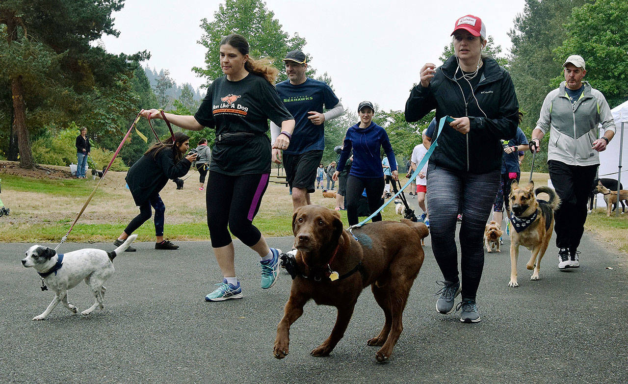 Runners, walkers, joggers and talkers take off at the start the Rover Romp at Roegner Park last Saturday. RACHEL CIAMPI, Auburn Reporter