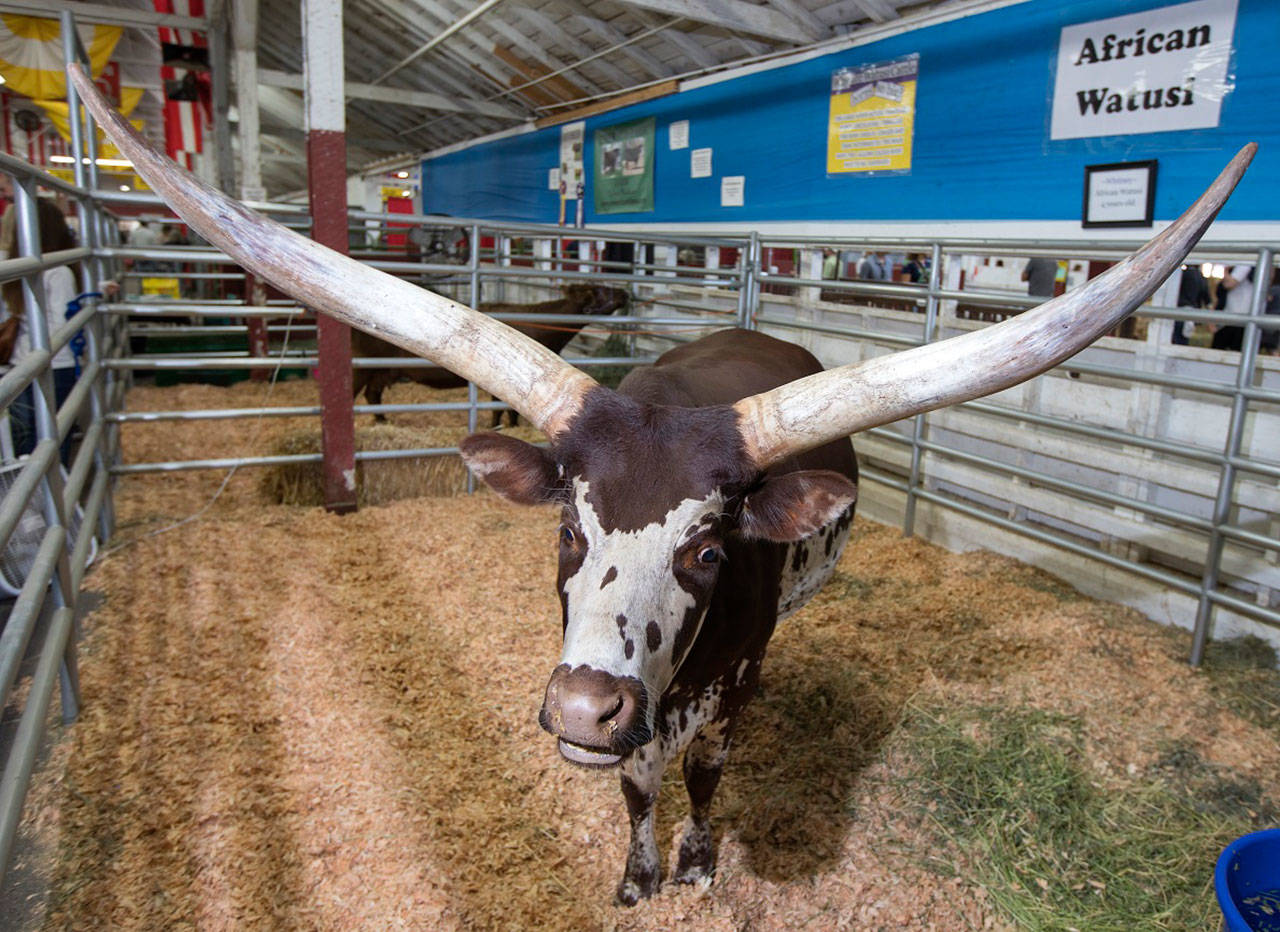 The Washington State Fair in Puyallup opens Friday Aug. 31, with big fun, big food and big concerts. Guest can enjoy their favorite foods, rides, vendors and entertainment, while taking in many exhibits and touring the stables. COURTESY PHOTO, Patrick Hagerty, state fair