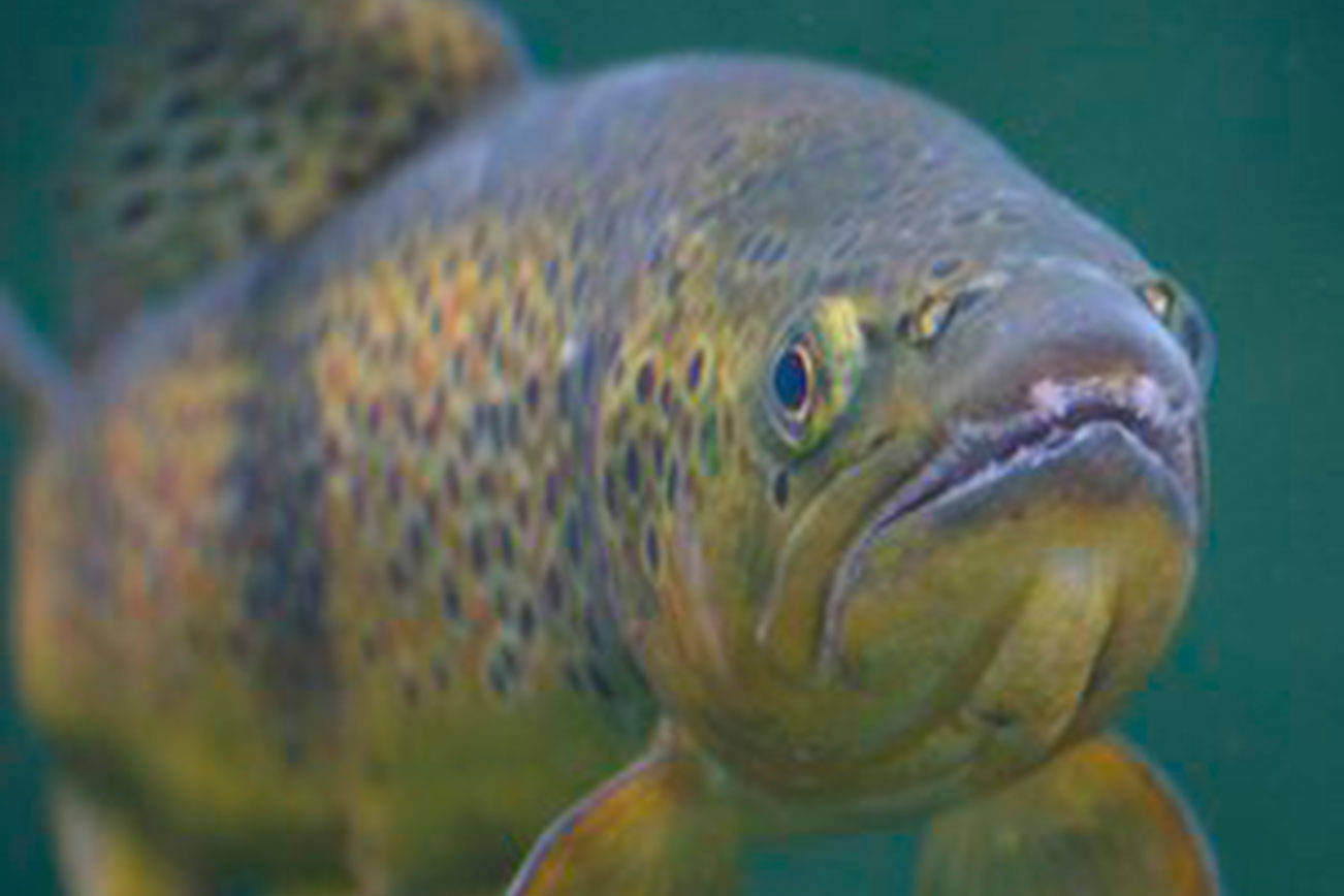 Salmon SEEson’ returns: Spot fish coming home to King County rivers and streams