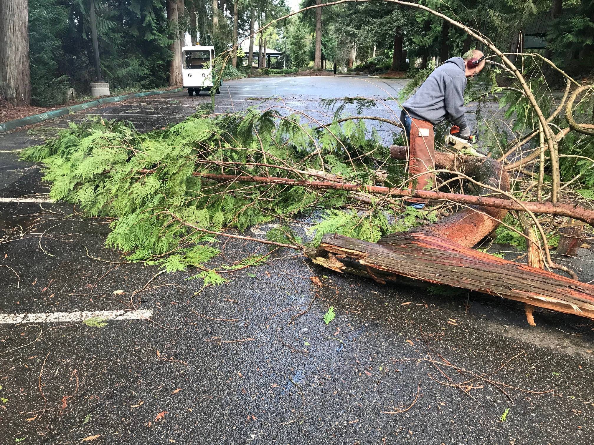 The Green River College facilities team was busy removing a few downed trees from Sunday’s windstorm. Classes went on as scheduled Monday at the Auburn campus. COURTESY PHOTO, GRC