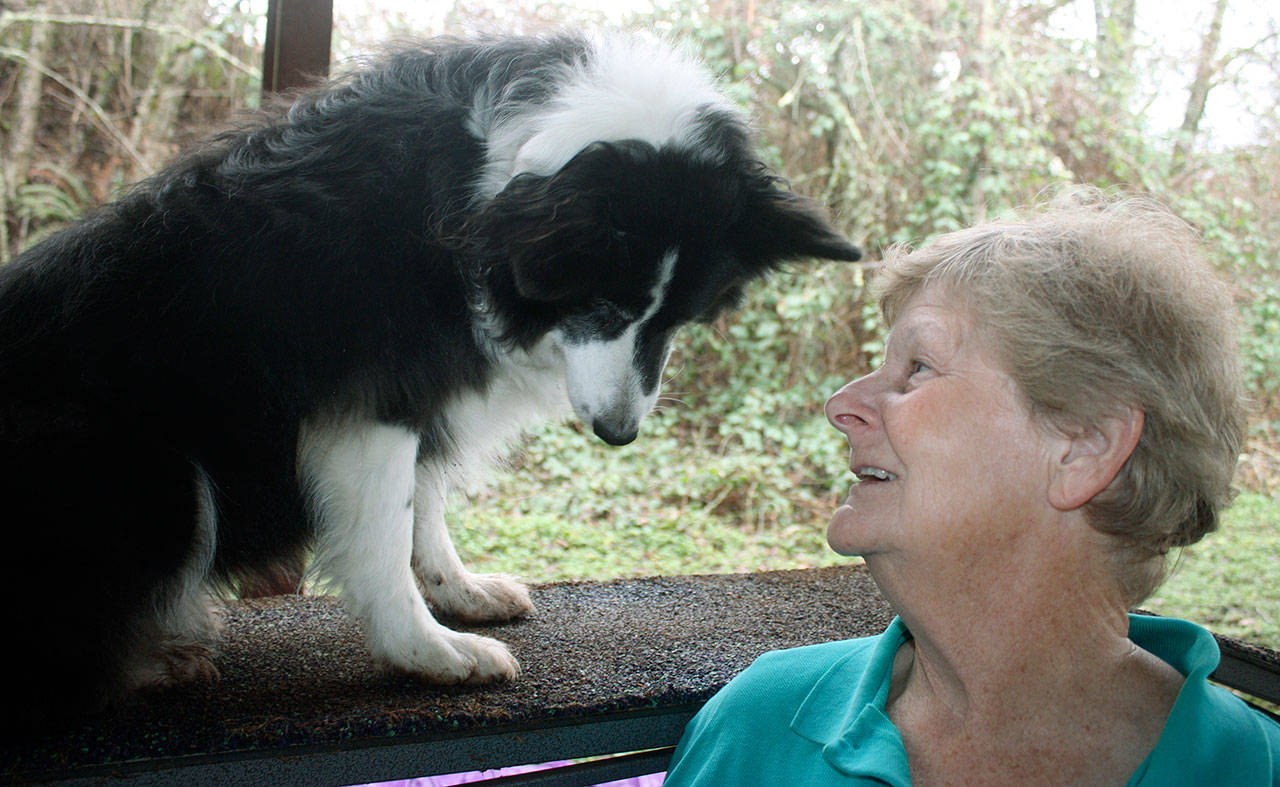 Sandra Katzen talks to Pixi, 12, one of her border collies who occasional competes during a pause in morning training at the Vortex Agility and Dog Training center on Kent’s East Hill. Katzen, who has trained, competed and served as a judge in the sport of agility dogs for 30 years, recently was inducted into the United States Dog Agility Association (USDAA) Hall of Fame. MARK KLAAS, Auburn Reporter