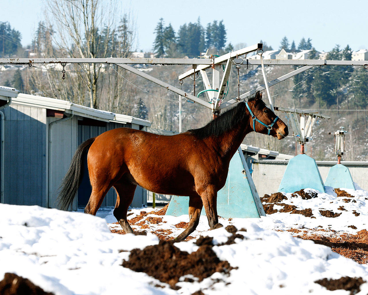 Another horse arrives at Emerald Downs in advance of the 2019 season. COURTESY PHOTO, Emerald Downs