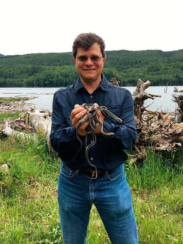 Seattle District fishery biologist Rafael Lopez-Gonzalez holds garter snakes above Howard Hanson Dam. Rafael is working with a team of herpetologist from U.S. Army Engineer Research and Development Center (ERDC) conducting field studies to survey for reptiles and amphibians at Mud Mountain Dam and Howard Hanson Dam. COURTESY PHOTO, Dallas Edwards