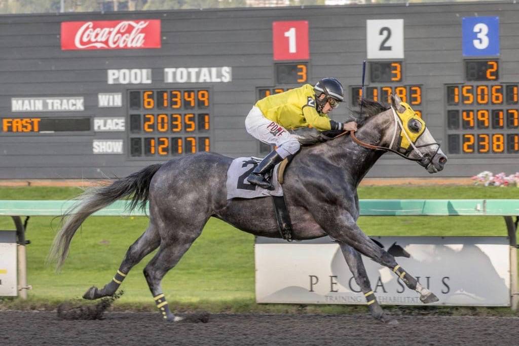 He’s Not Grey and Gary Wales score the feature victory on opening day at Emerald Downs. COURTESY TRACK PHOTO