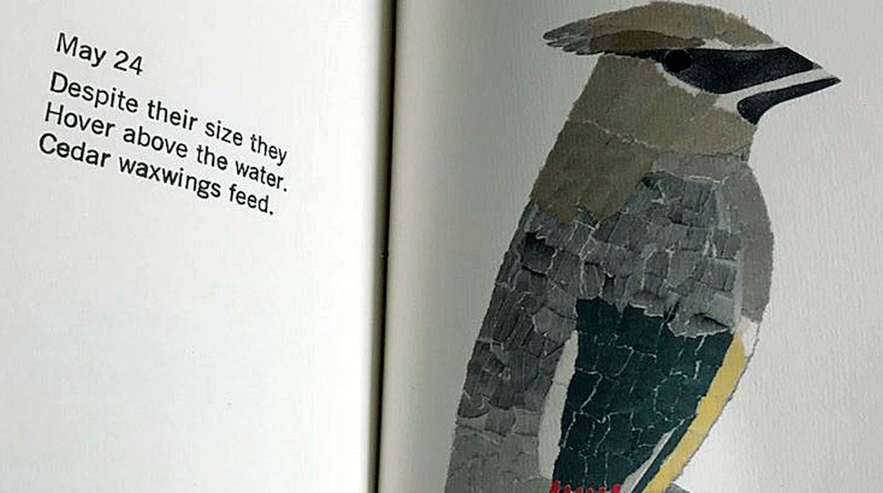 “28 Days in May: avian observations” is the story of the journey of a father-daughter collaboration to create an illustrated poetry book. COURTESY