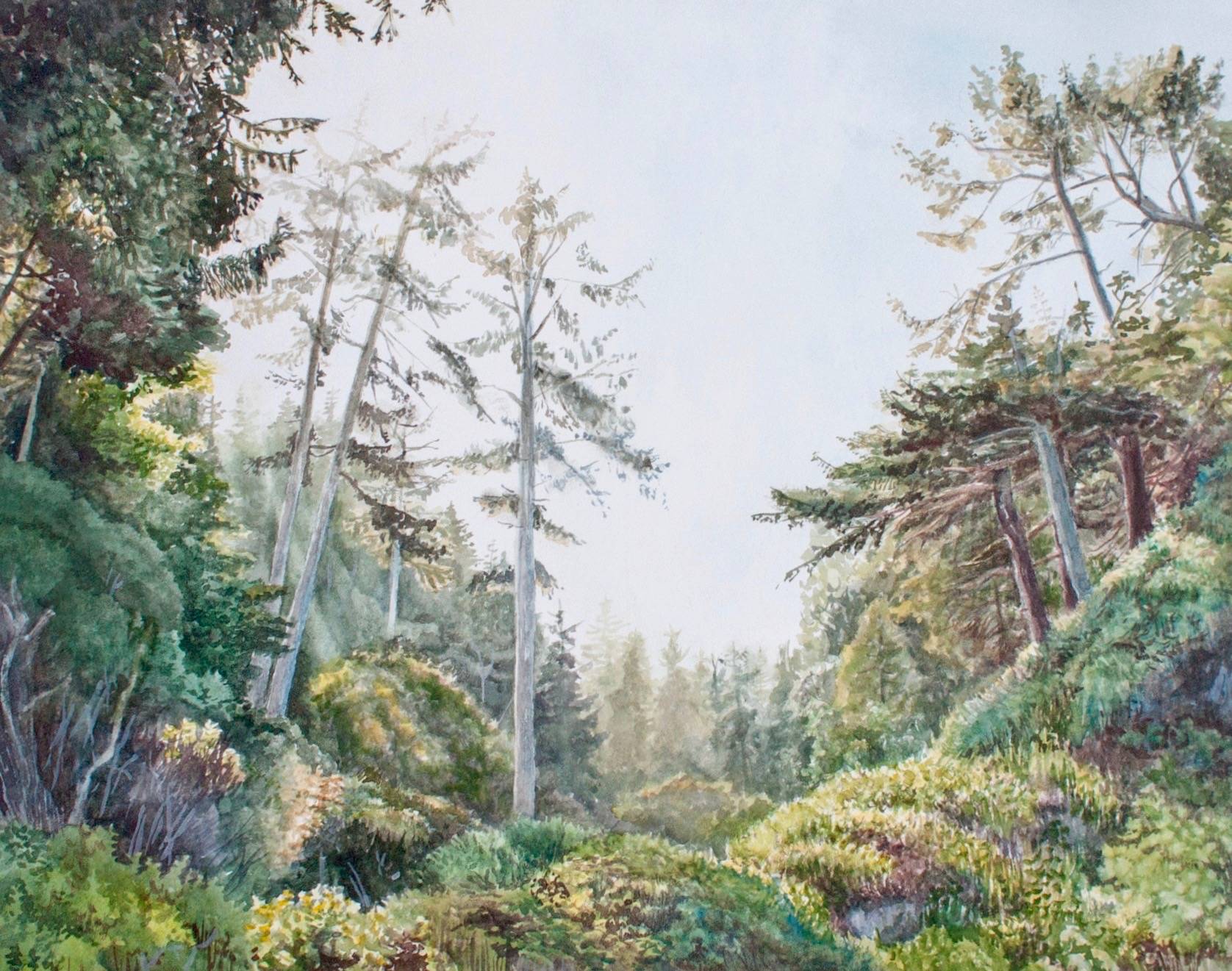 Michelle Lassaline’s breathtaking watercolors and intimate drawings will be on display this summer the White River Valley Museum. COURTESY IMAGE