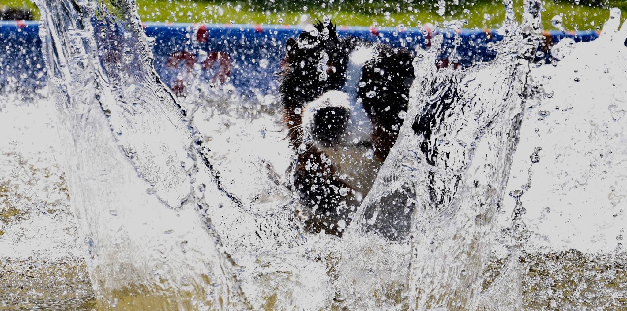 Bogart jumps far and plunges into a pool during the North America Diving Dogs (NADD) competition at Petpalooza on Saturday at Game Farm Park. Dock diving is one of the fastest growing sports for dogs. NADD is an organization working to enhance the sport with dock diving facilities and competitors throughout North America. RACHEL CIAMPI, Auburn Reporter