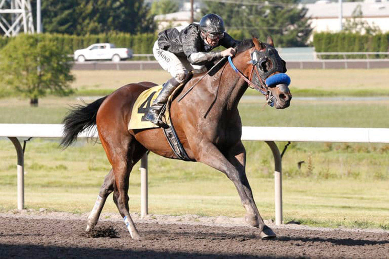 Oh Marvelous Me, who is 6-3-5 in 18 lifetime starts at Emerald Downs, returns to action in the $50,000 Governor’s Stakes on Sunday. COURTESY TRACK PHOTO