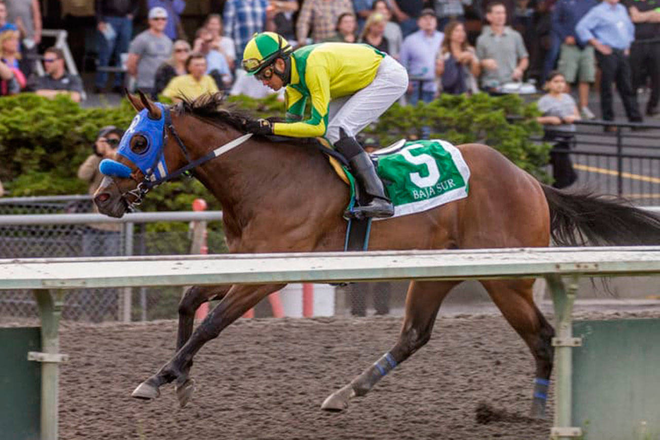 Undefeated Baja Sur, with Franklin Ceballos up, returns to action in Sunday’s $50,000 Coca-Cola Stakes for 3-year-olds at Emerald Downs. COURTESY TRACK PHOTO