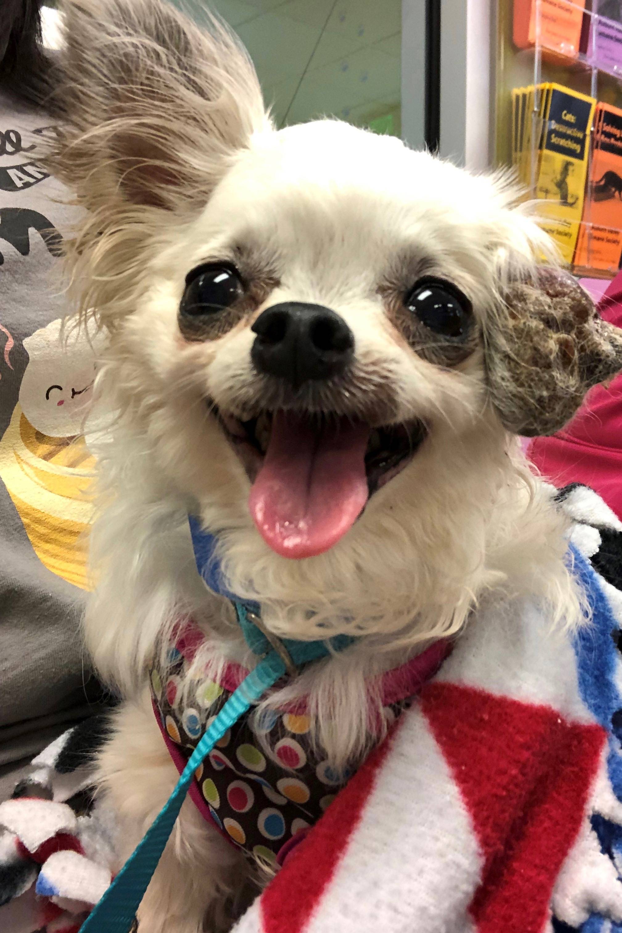 Presley is one of many great senior dogs at the Auburn Valley Humane Society who will benefit from the Grey Muzzle grant. COURTESY PHOTO, AVHS