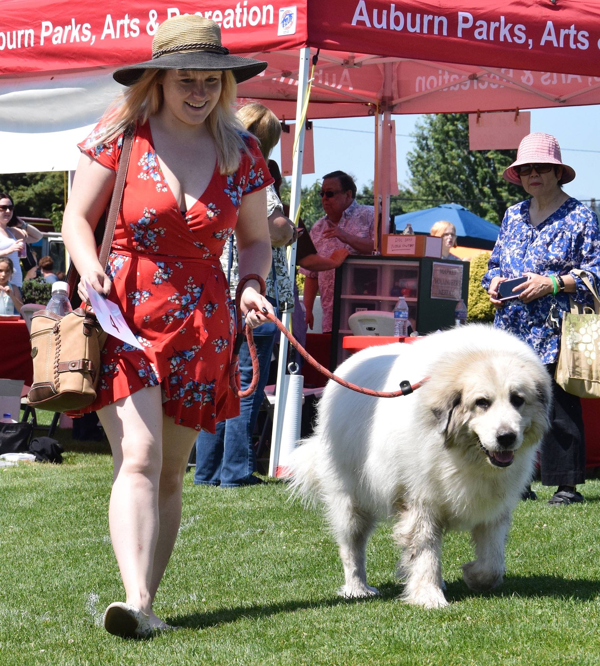 Shayna Trissom walks her dog, Millie Big Butt, in the dog show. RACHEL CIAMPI, Auburn Reporter