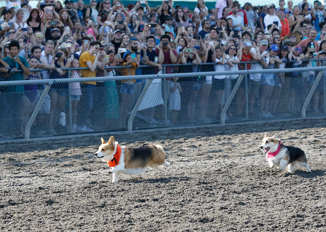 Angus Phan, left, darts to victory in the Corgis championship race at Emerald Downs on Sunday. COURTESY TRACK PHOTO
