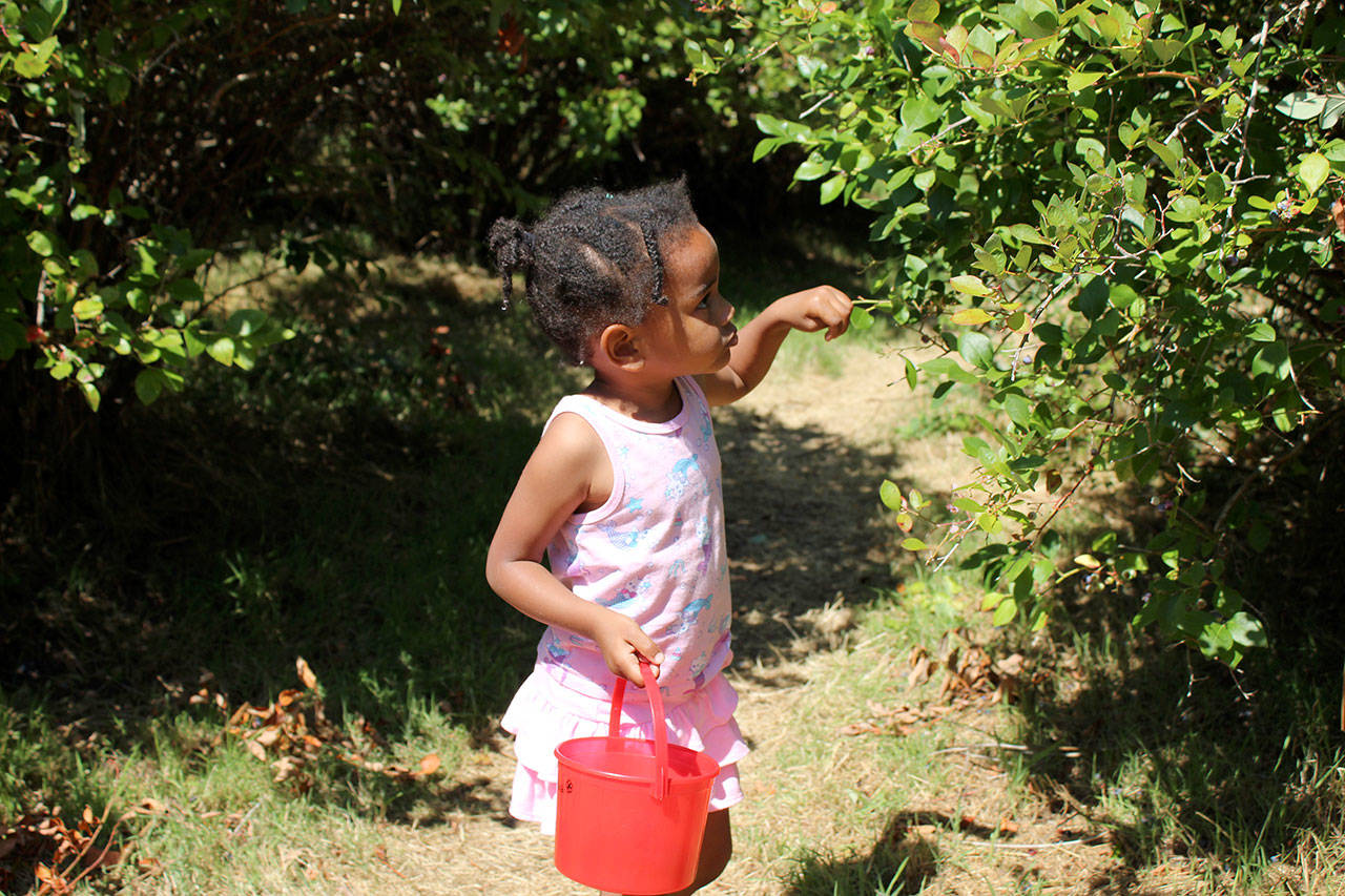 Mona Guerrier, 3, searches for blueberries at the Higher Taste Blueberry Farm on Aug. 13. OLIVIA SULLIVAN, Federal Way Mirror