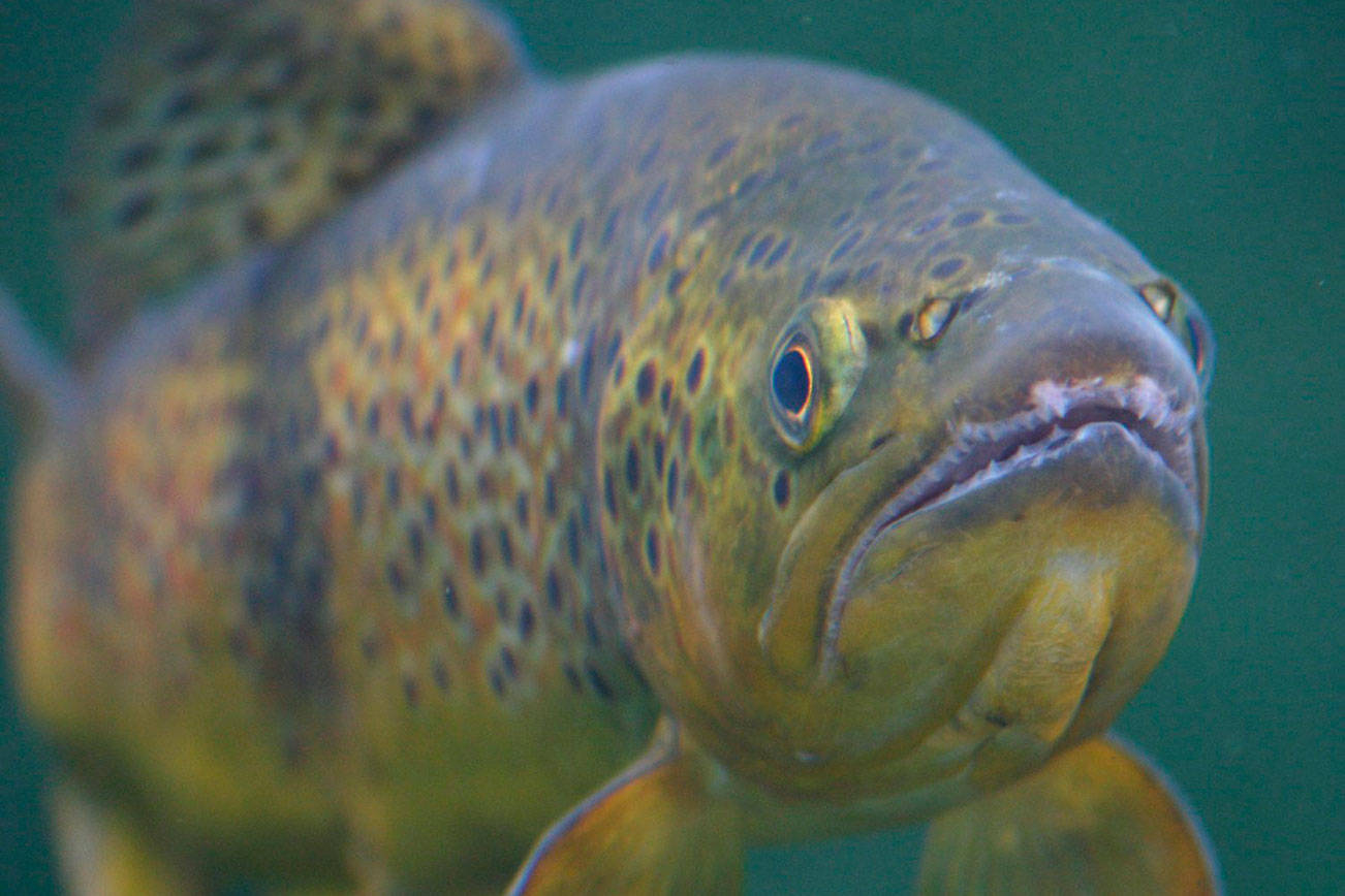 Habitat work shows promise of salmon recovery