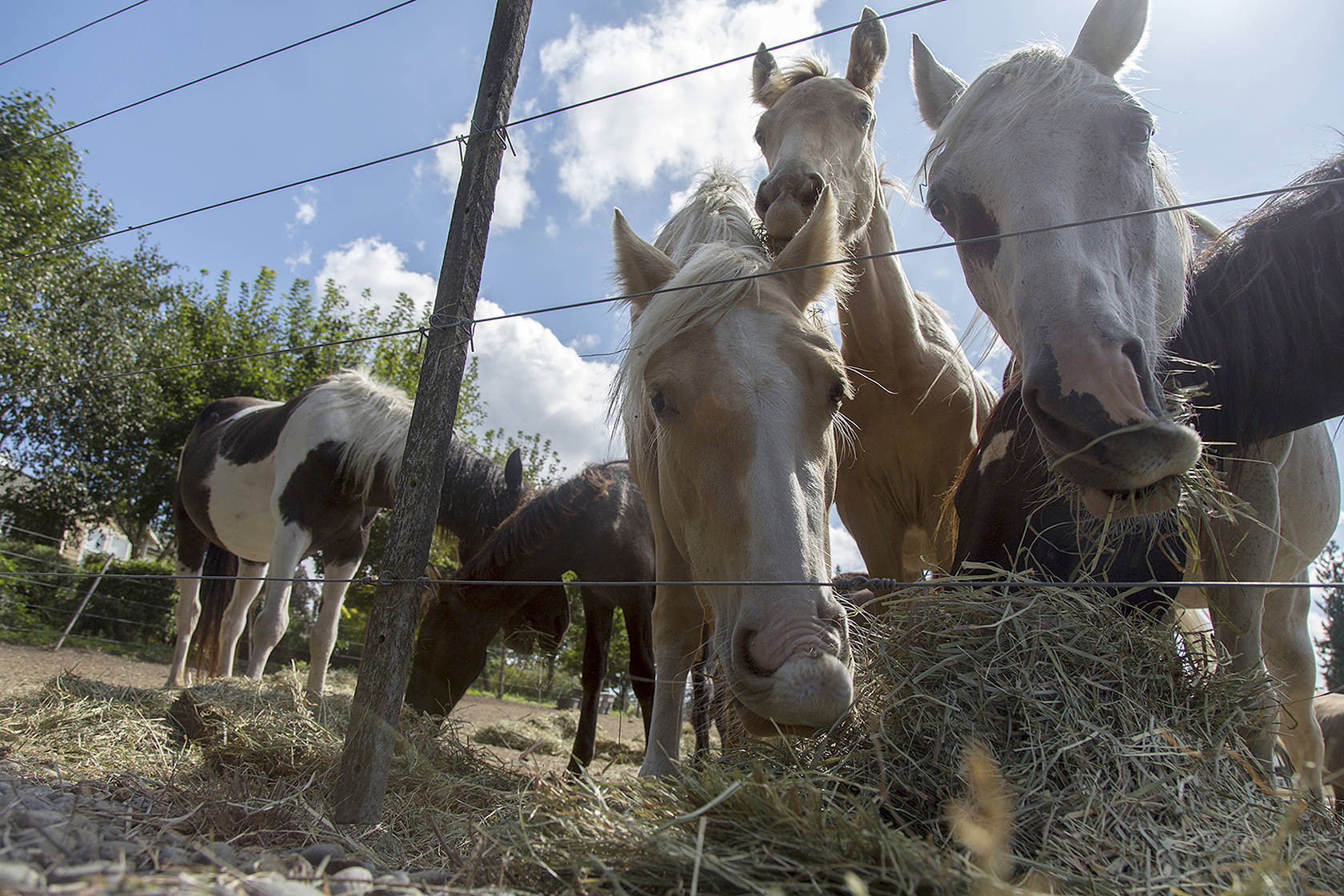 Sharon Hunter, operator of Hunters Wind Wild Horse Rescue, is accused of animal cruelty after purchasing horses, in an attempt to save them from slaughter. Ashley Hiruko/staff photo.