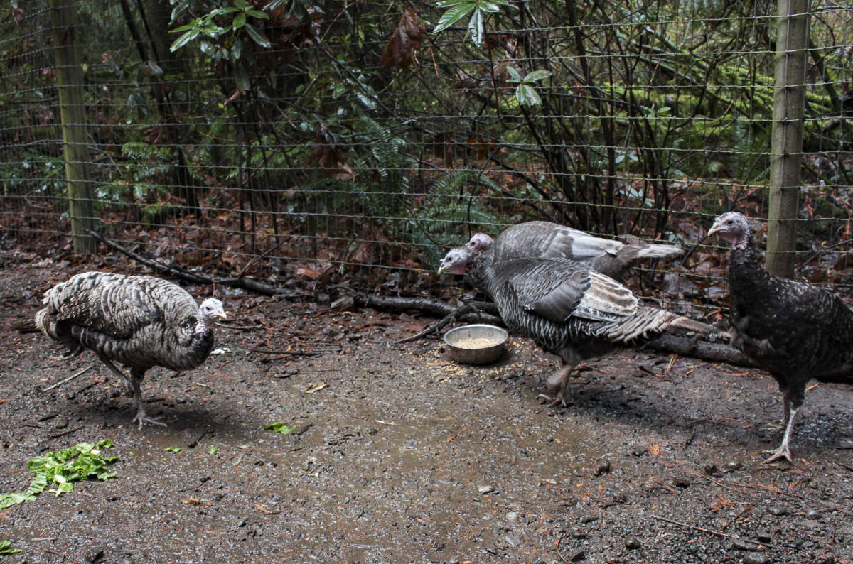 Turkeys Nonni, Noelle, November and Nora at Rooster Haus Rescue in Fall City. Natalie DeFord/staff photo