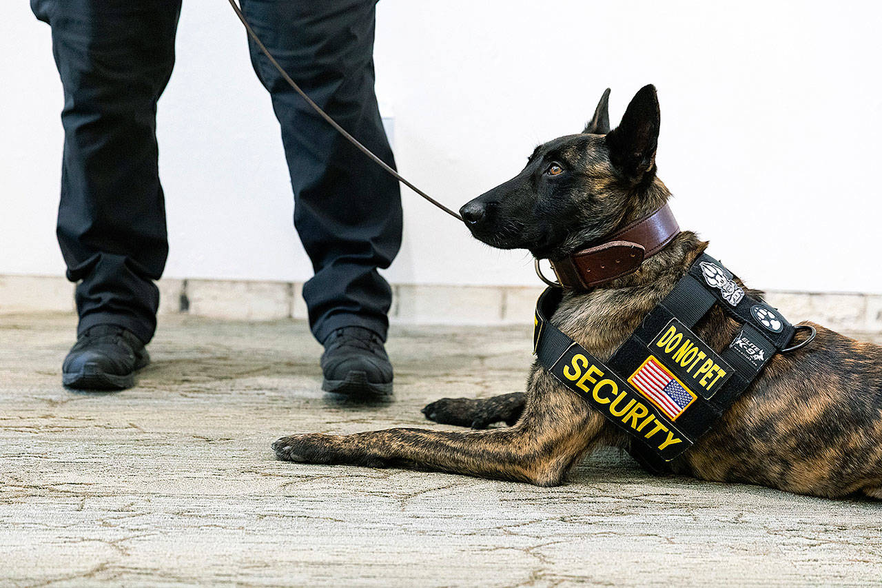 Odin, a 2-year-old Dutch Shepherd, rests while on patrol as a K-9 security officer at MultiCare Auburn Medical Center. COURTESY PHOTO, MultiCare