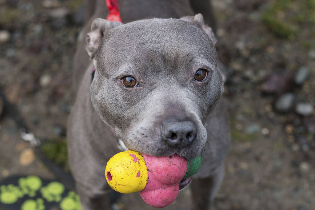 City nixes dog-breed specific regulations to square with new state law