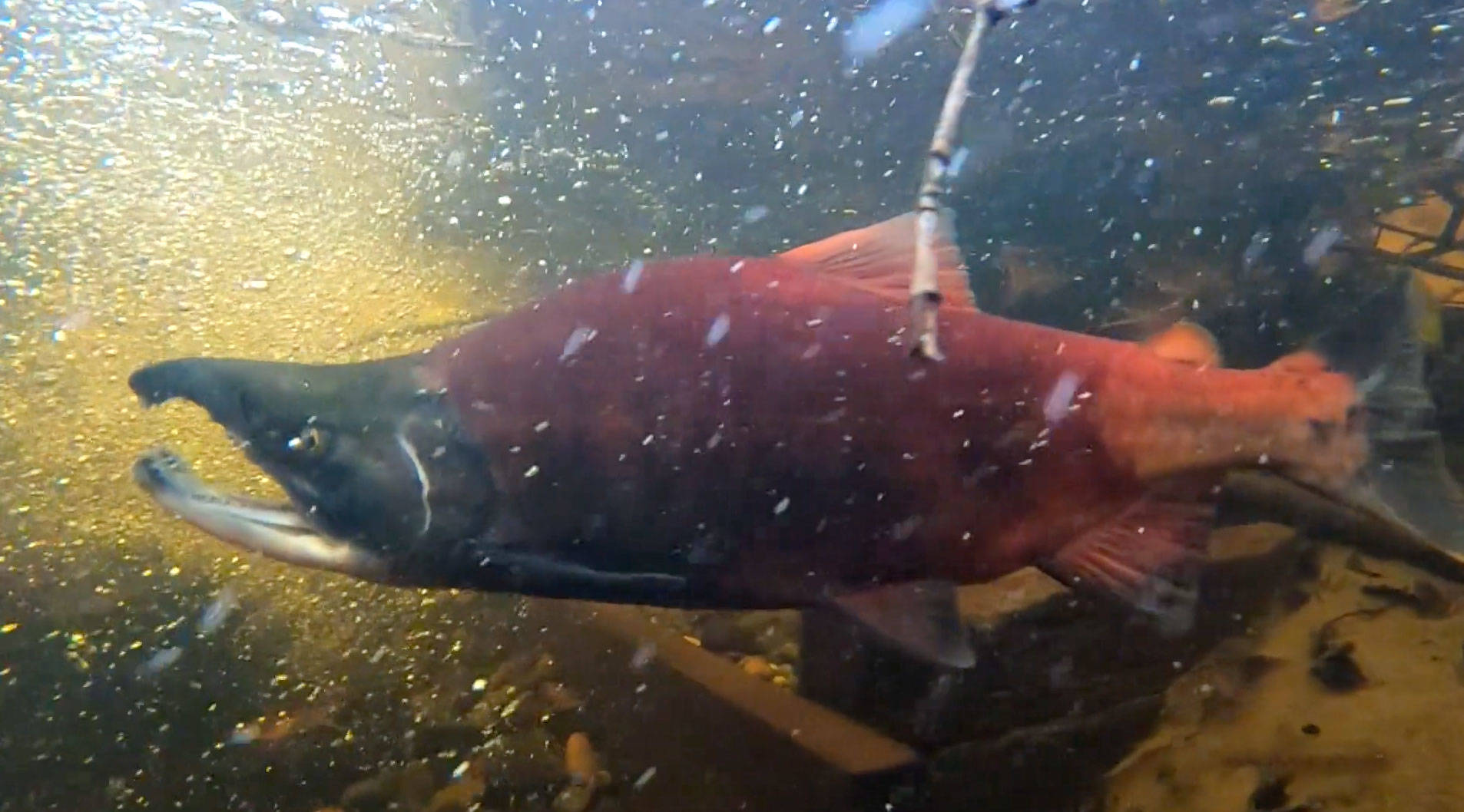 A 50-minute film called “Spawning Grounds,” which documents the effort to save a freshwater variety of kokanee salmon from Lake Sammamish, is finally ready for its debut in North Bend on Jan. 18. (Screenshot from film)