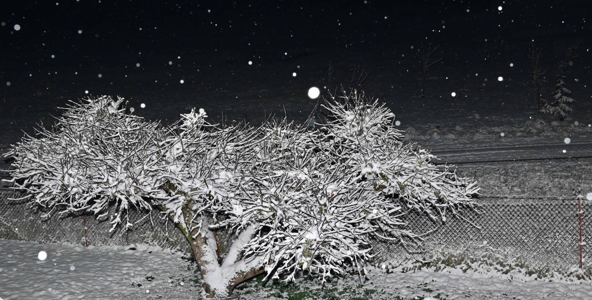 Snow falls Monday night in bucolic Auburn as temperatures drop. RACHEL CIAMPI, Auburn Reporter