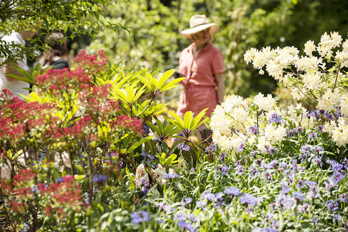 The 22-acre Rhododendron Species Botanical Garden is a living plant museum boasting the largest collection of Rhododendron species in the world.