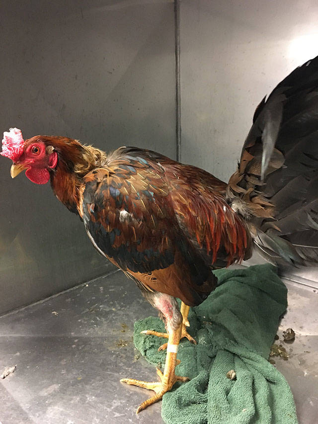 One of the roosters removed from a Kent property by Regional Animal Services of King County during an investigation of the birds being raised and sold for cockfighting. COURTESY PHOTO, Regional Animal Services of King County