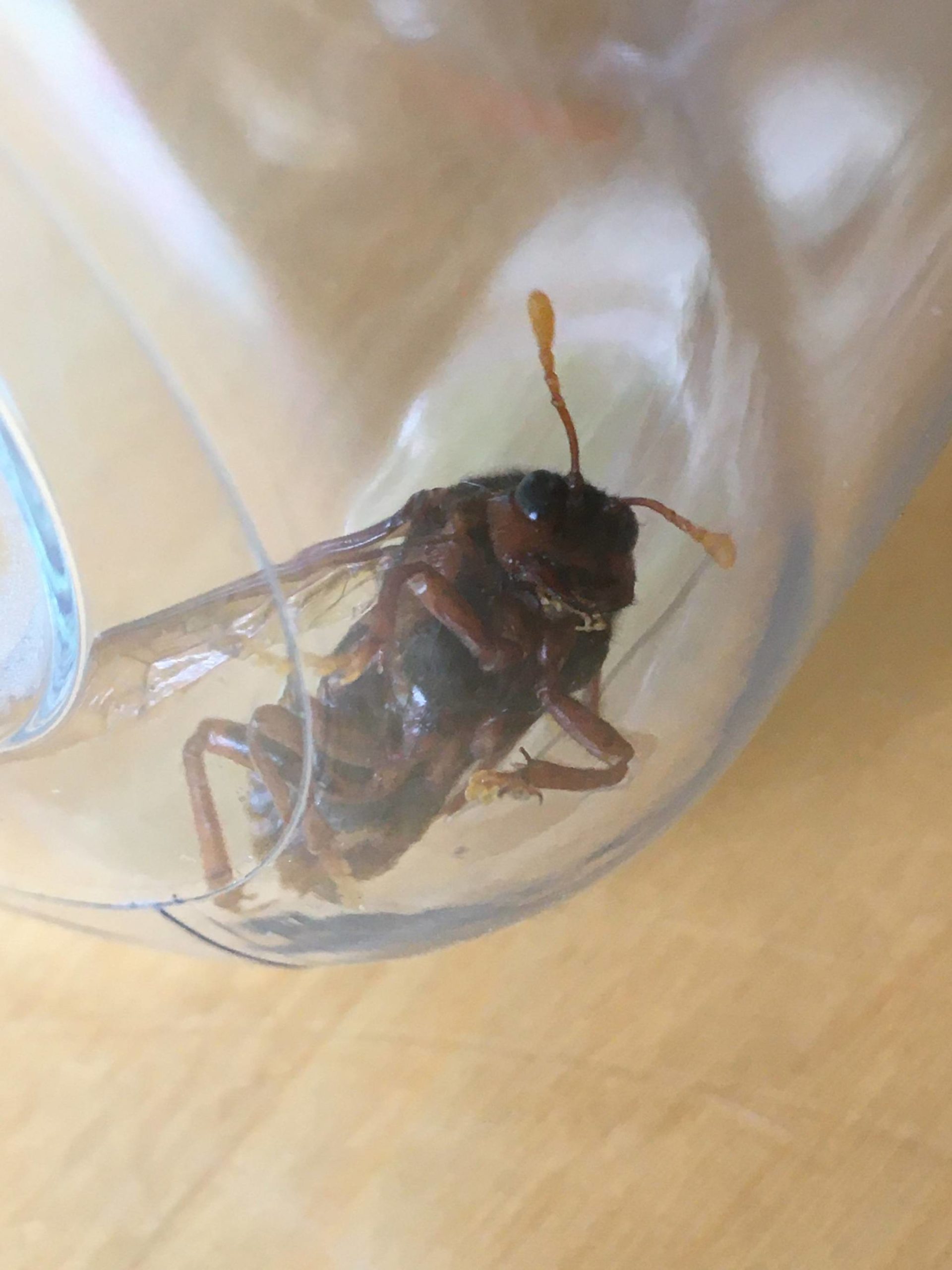 Here is the critter Scott Seagren found on his property on Green Valley Road. Although it has not been confirmed, Seagren said he has his doubts it’s a murder hornet. Courtesy photo