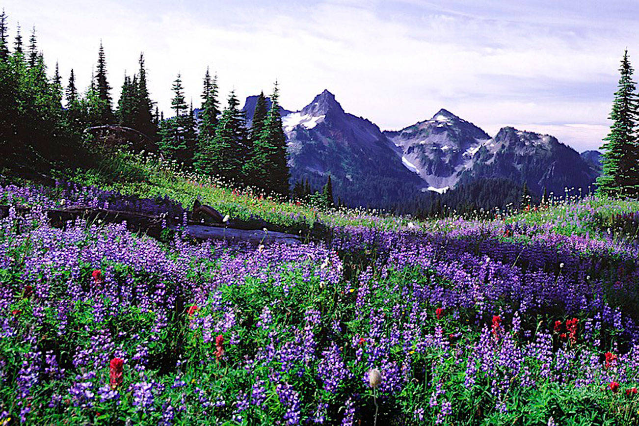 Wildflower meadow at Paradise with a view of the Tatoosh Range. Photo courtesy National Park Service