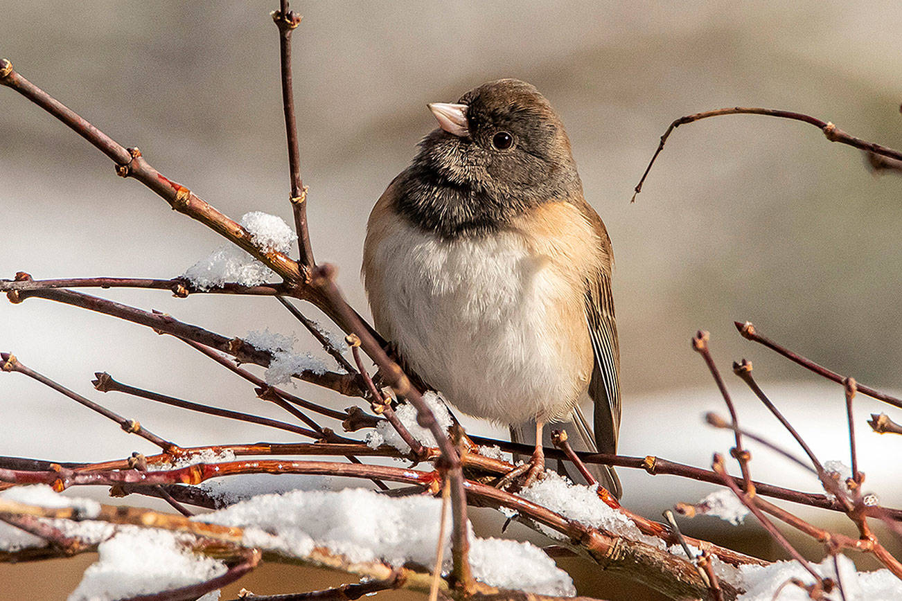 A Dark-eyed Junco. Photo courtesy of RAS President Jay Galvin