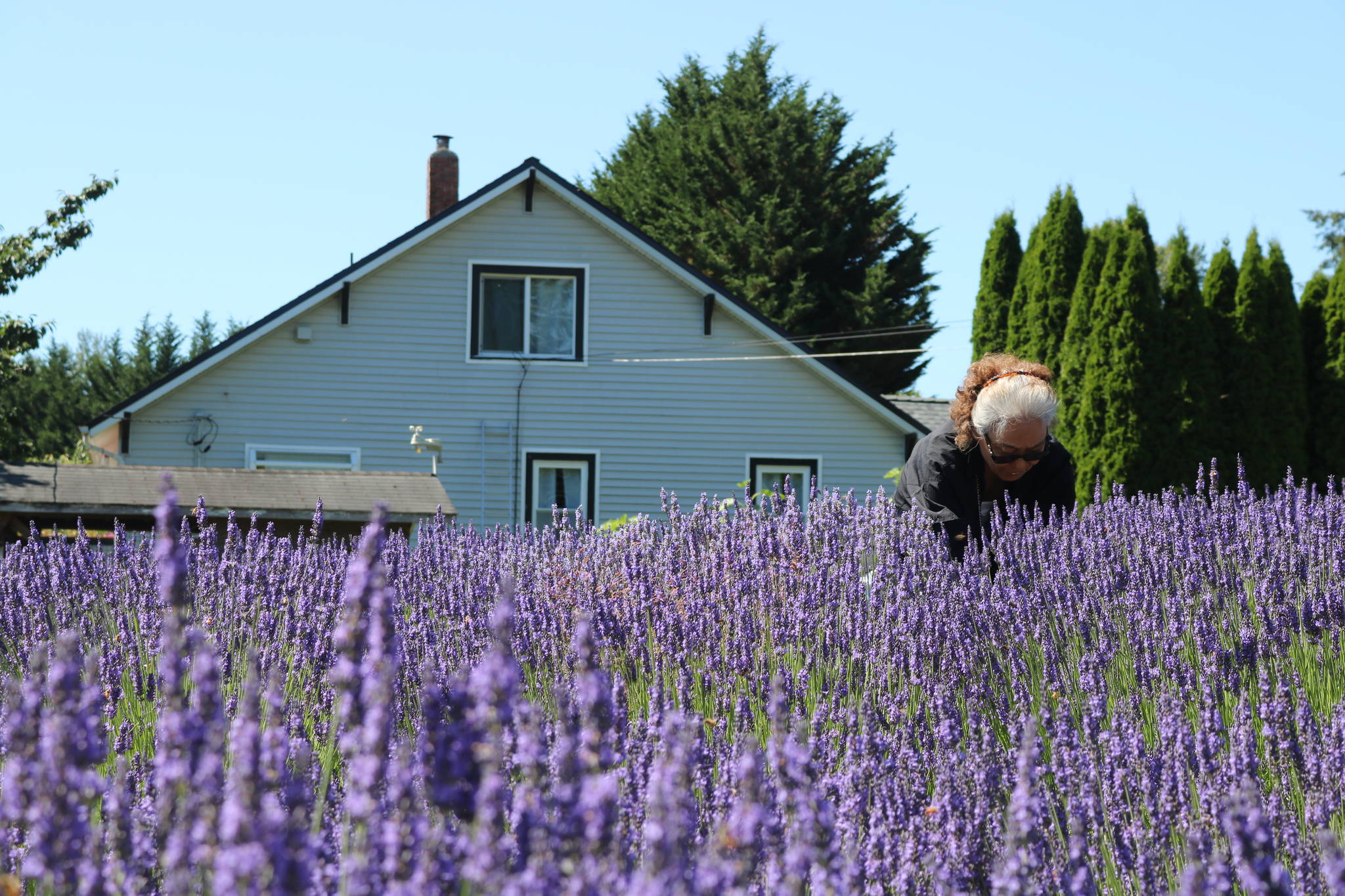 A woman gathers flowers at Snofalls Lavender Farm outside Fall City on July 18, 2020. Aaron Kunkler/staff photo