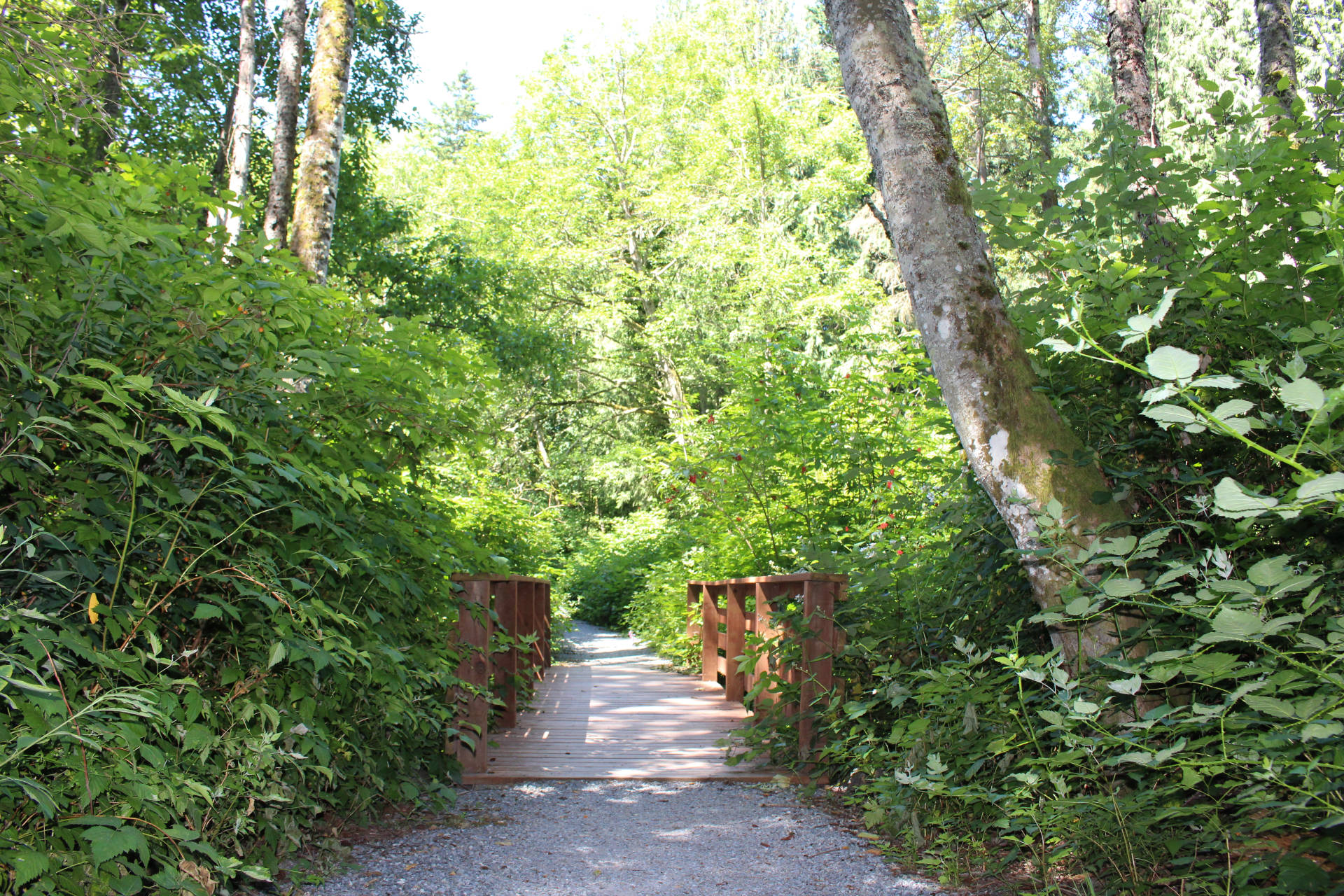 The boardwalk over wetlands at Lewis Lake Park in Auburn on June 24, 2021. The boardwalk was constructed by the Auburn Noon Lions Club. Photo by Henry Stewart-Wood/Auburn Reporter