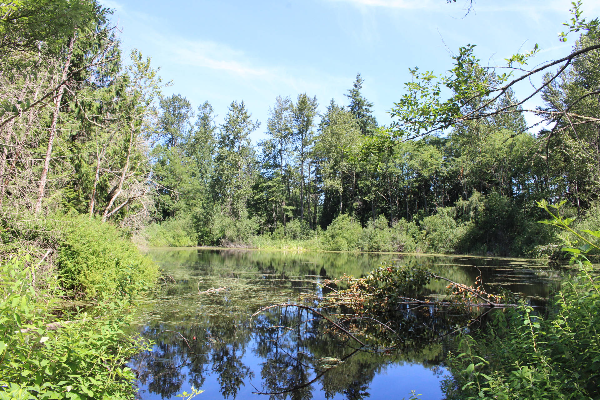 Lewis Lake as seen from the Lewis Lake Nature Trail in Auburn, on June 24, 2021. Lewis Lake is the most recent addition to Auburn parks. Photo by Henry Stewart-Wood/Auburn Reporter