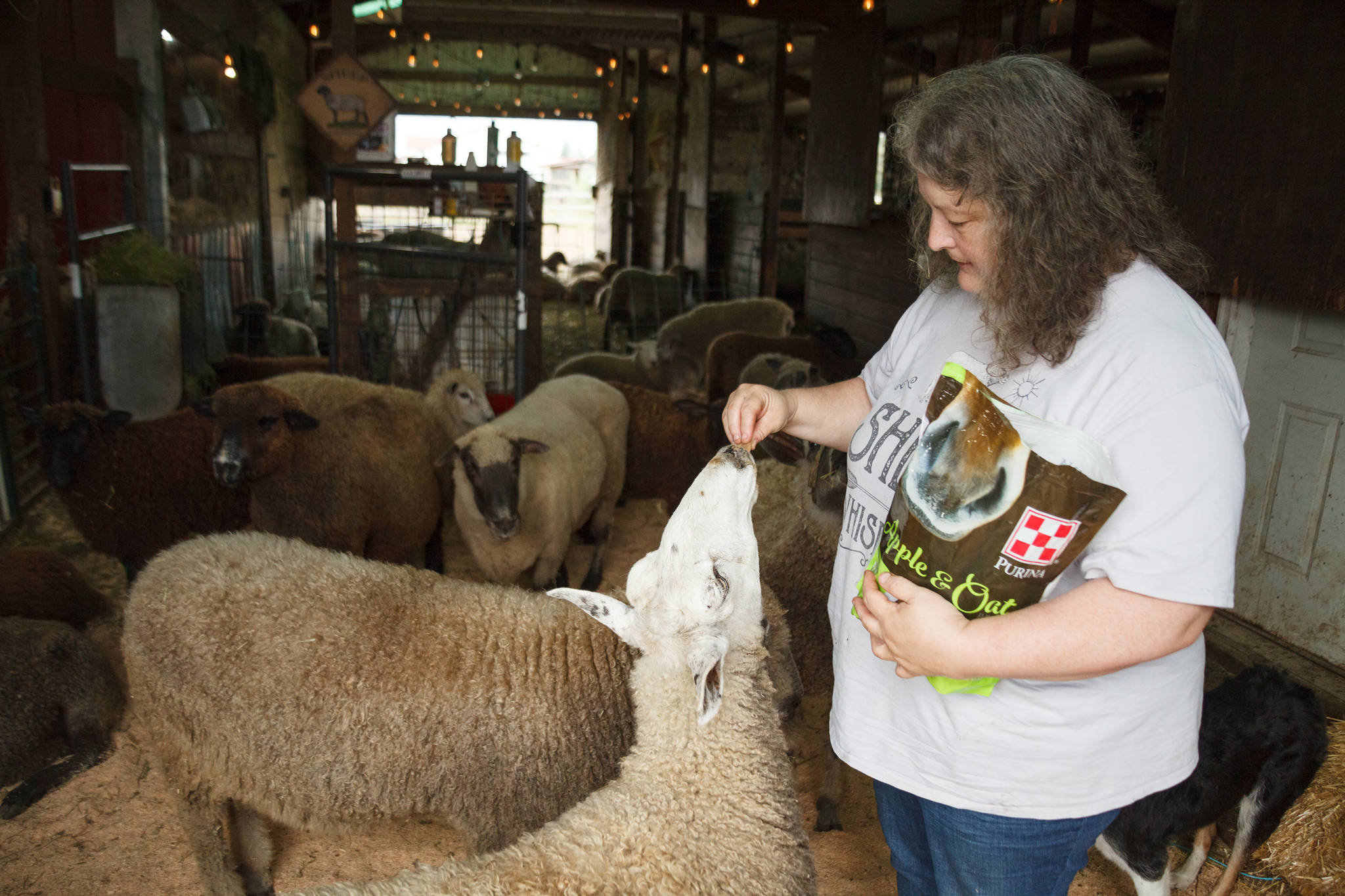 Carolynn Bernard, owner and operator of Bless Ewe Sheep Company feeds one of the sheep on her farm in Enumclaw on Aug. 17, 2021. Photo by Henry Stewart-Wood/Sound Publishing