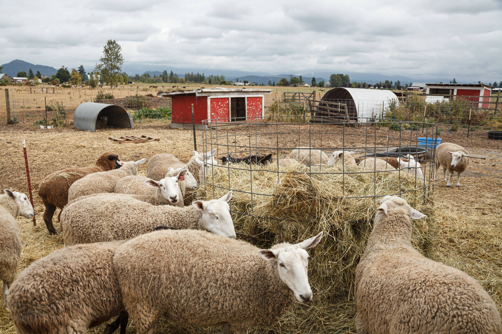 Sheep eat hay on Bless Ewe Sheep Company’s farm in Enumclaw on Aug. 17, 2021. Photo by Henry Stewart-Wood/Sound Publishing